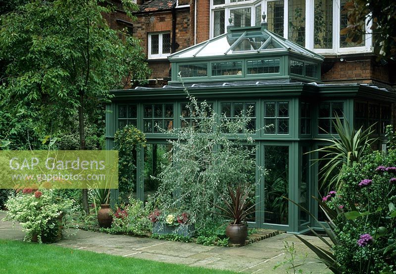 Conservatory at rear of house painted green with Pyrus salicifolia weeping Pear tree planted in border outside