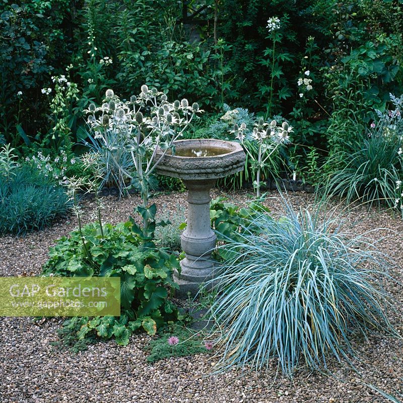 Dry garden with Silver and white planting. Bird bath focla point in centre with Eryngium giganteum and Elymus magellanicus. 