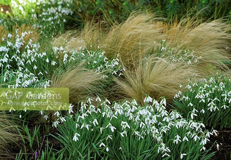 Galanthus alpinus 'Atkinsii' with ornamental grasses in February at Glen Chantry, Essex 