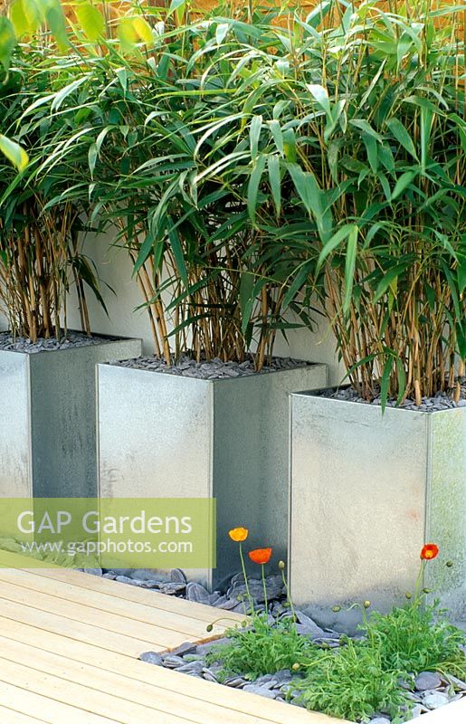 Galvanised metal containers planted with Pseudosasa japonica 