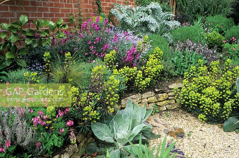 Dry garden with raised bed containing Euphorbia, Erysimum, Dicentra, Verbascum and Cardoon - Thursley Lodge, Surrey 