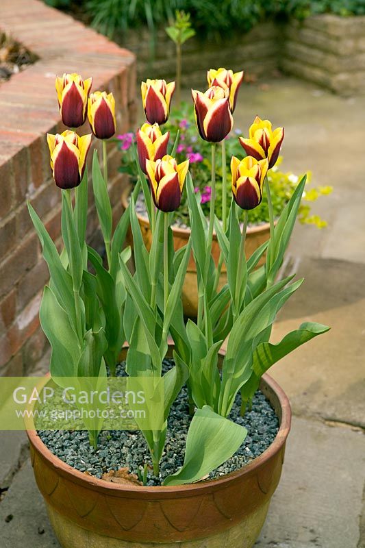 Tulipa 'Gavota' in Spring container with gravel mulch
