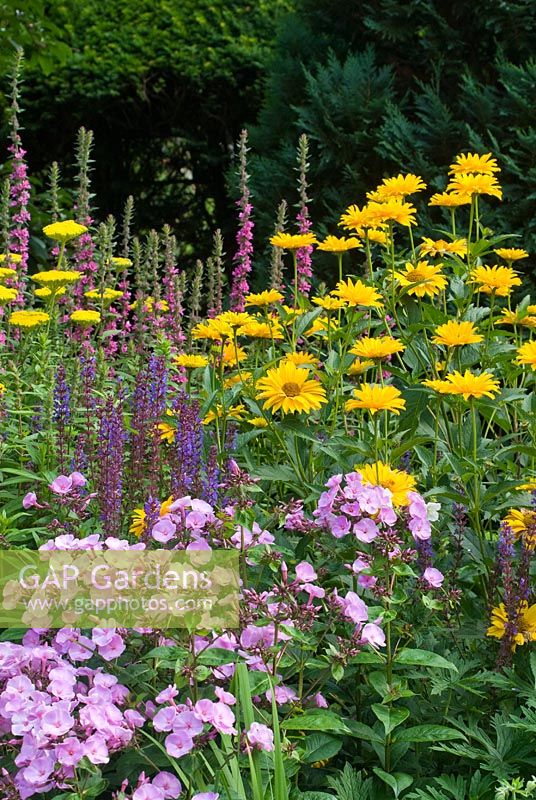 Summer border with Phlox paniculata, Salvia, Achillea, Lythrum and Heliopsis helianthoides scabra 'Sommersonne' in July