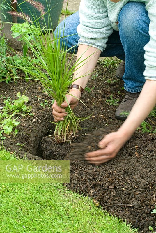 Planting a grass sequence. Pushing soil back around roots.