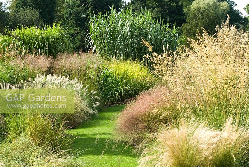 Curved path through borders with mixed grasses Stipas, Pennisetums and Arundo donax in the background, August