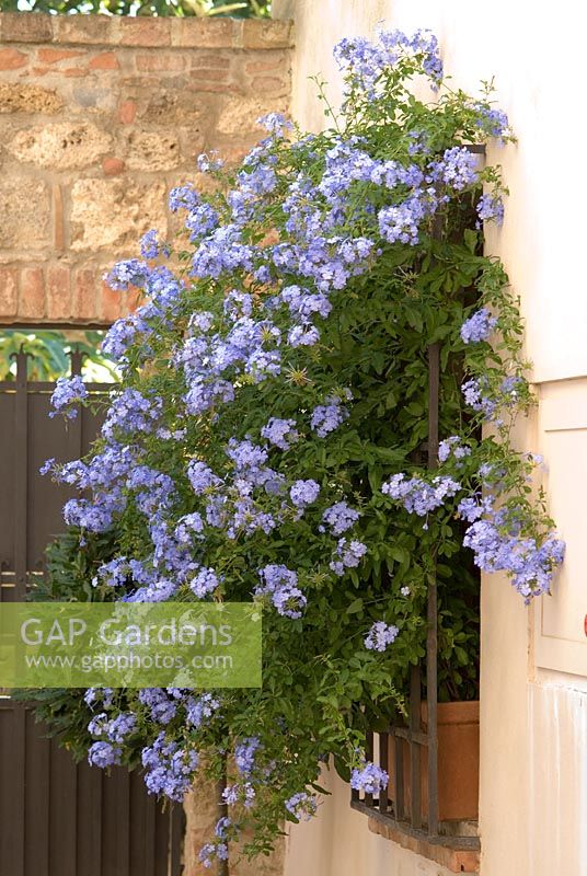 Plumbago auriculata growing in a window box in Tuscany, Italy