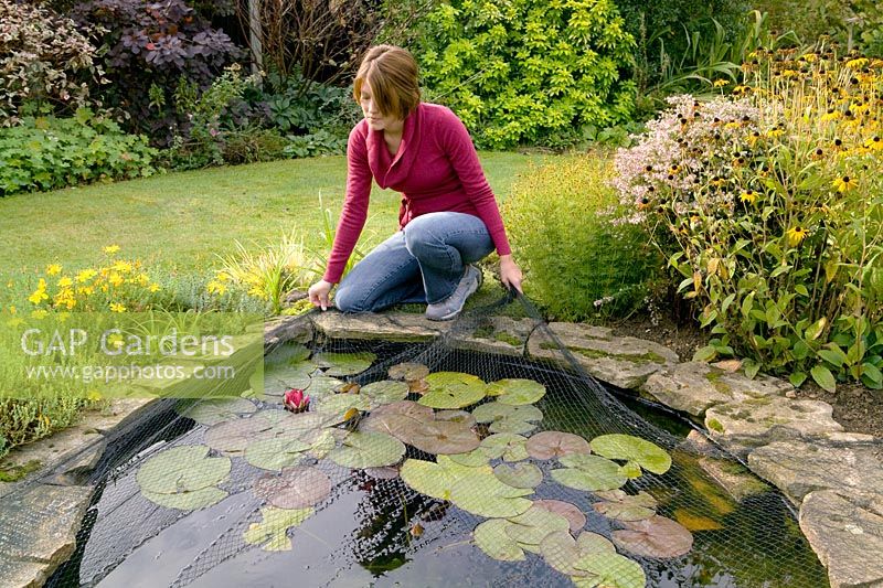 Woman laying a net over garden pond to keep out autumn leaves
