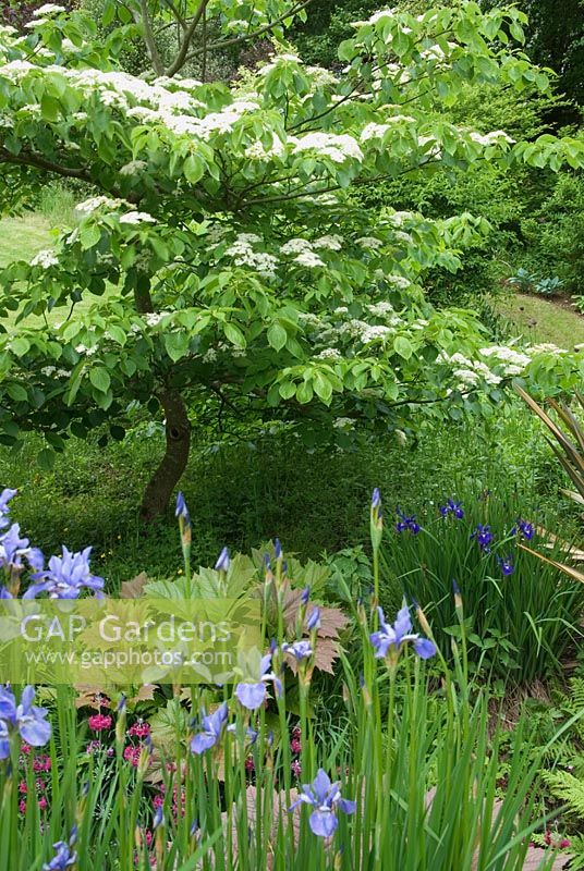 Cornus controversa with Rodgersias and Iris sibirica 'Winscombe' in the garden of Hidden Valley Nursery, Old South Heale, High Bickington, North Devon