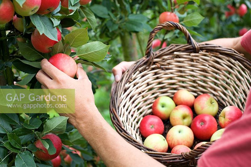 Man picking Malus 'Discovery' - Apple on tree