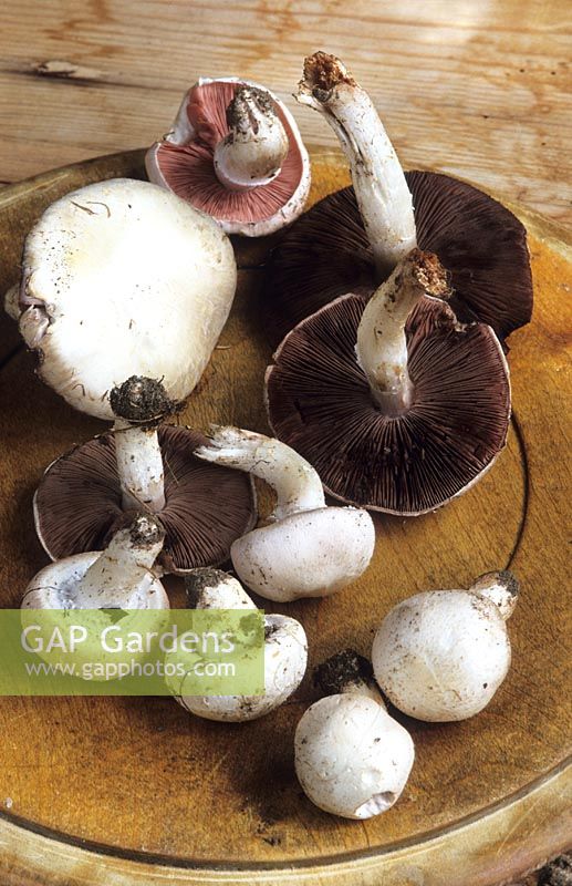 Agaricus campestris - Freshly picked field mushrooms