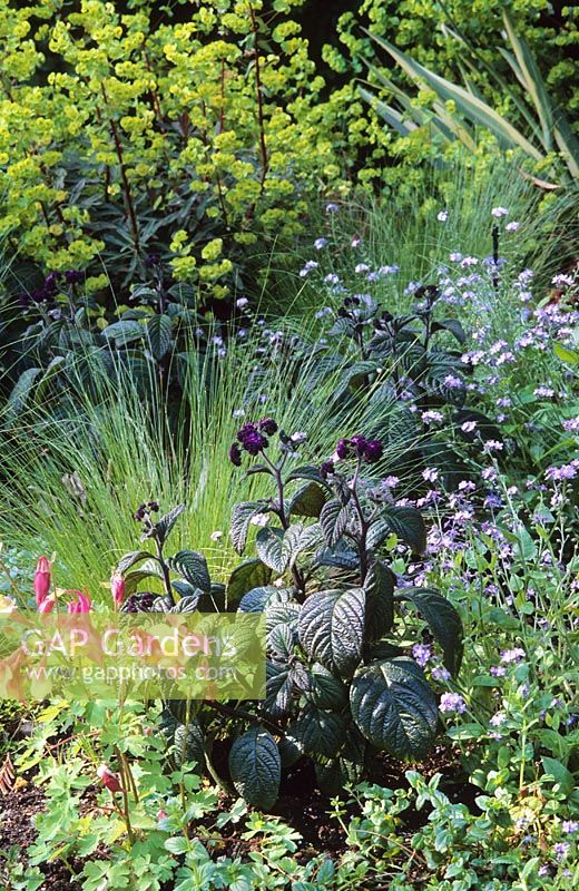 Mixed border with Heliotrope, Stipa tennuissima, Forget me nots and Aquilegia - Los Gatos, California 