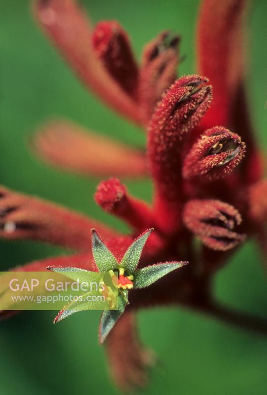 Anigozanthos flavidus - evergreen clump forming perennial native to SW Australia 