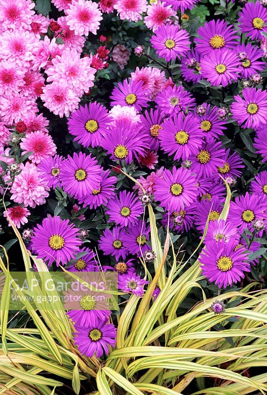 Aster Violet Queen  - Aster amellus 'Veilchenkonigin', Chrysanthemum Lynn and the grass Hakonechloa macra 'Aureola'.