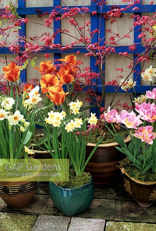 Spring bulbs growing in glazed containers. Acer palmatum 'Shindeshojo' flushing red at the back with Tulipa 'Peach Blossom', Tulipa 'United States' at the back, Narcissus 'Minnow' in the square blue pot and Narcissus 'Geranium'. 
