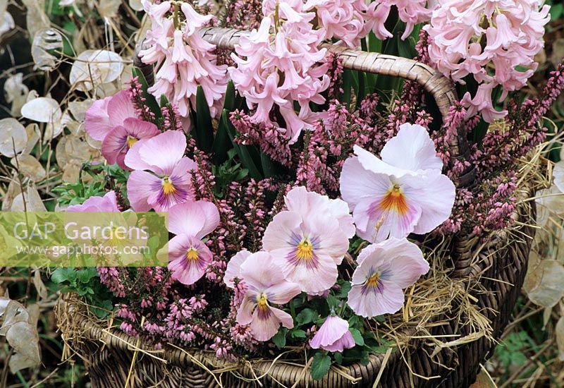 Grey wicker basket lined with hay and planted with pink flowers for winter and spring colour. Pink pansies, Erica erigena 'Irish Salmon' and pink hyacinths with honesty seed heads in the background.