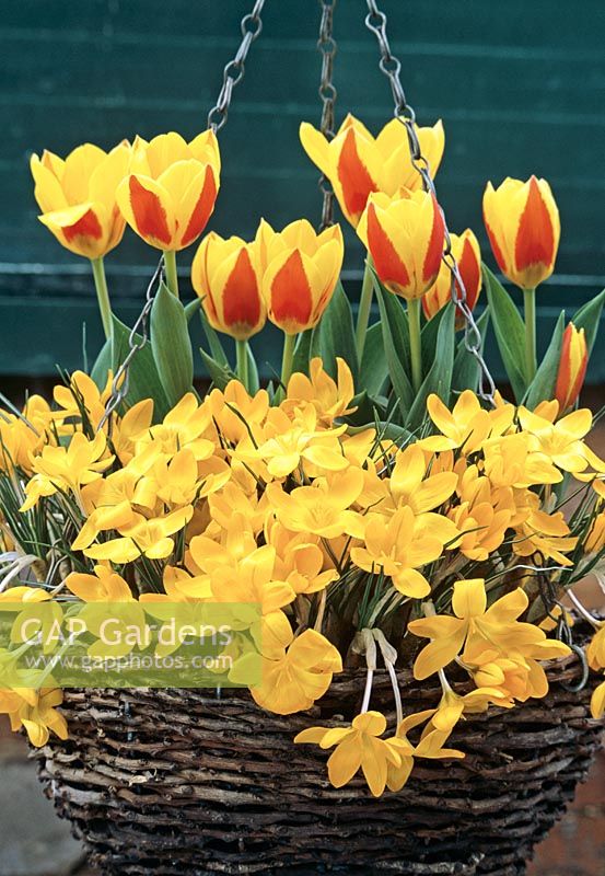 Rattan hanging basket with two tone Tulipa 'Stresa' rising above the multi-headed Crocus ancyrensis.