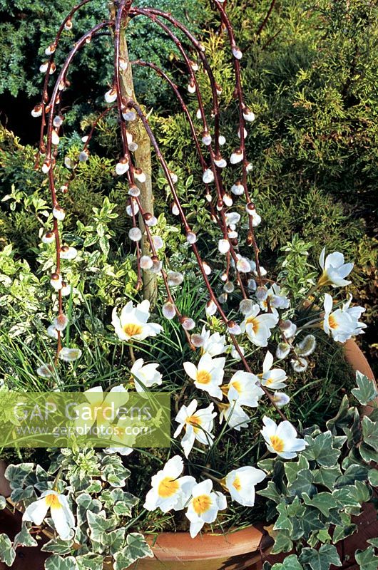 Short stemmed weeping pussy willow - Salix caprea 'Pendula' weeps down into a carpet of Crocus 'Snowbunting' with Euonymus 'Harlequin' at the rear and small leaved variegated ivies softening the rim of the pot.
