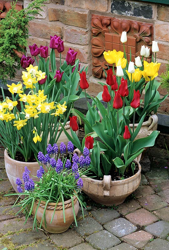 Spring bulbs displayed on a patio in Mediterannean terracotta pots. Muscari armeniacum, Narcissus 'Pipit', red Tulipa 'Pieter de Leur', yellow Tulipa 'Monte Carlo' and purple Tulipa 'Negrita'.