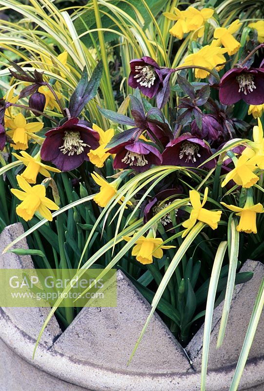 A deep purple flowered selection of Helleborus Ashwood Garden hybrids shows off its stamens when raised up in a Victorian crown chimney pot alongside Narcissus 'Tete-a-tete' and the striped leaves of Acorus 'Ogon'.