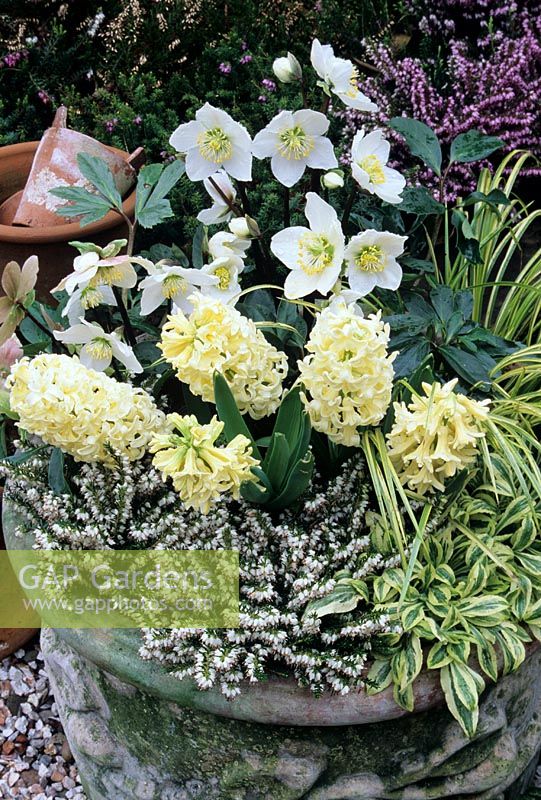 Weathered terracotta container planted with a white and pale yellow theme for late winter and spring. Hyacinthus orientalis 'City of Haarlem', Helleborus niger, unusual Silene uniflora 'Druett's Variegated', Acorus 'Ogon' and Erica carnea 'Springwood White'.