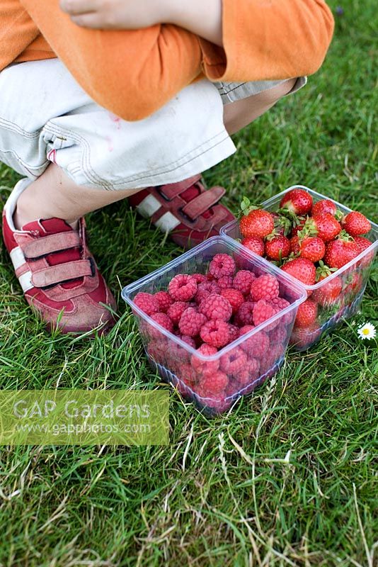 Child with containers of freshly picked strawberries 'Florence' and raspberries 'Glen Ample'