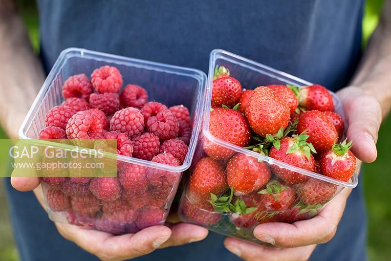 Man holding containers with strawberries 'Florence' and raspberries 'Glen Ample'
