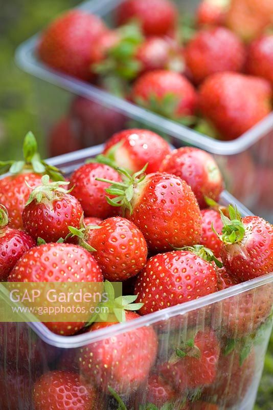 Freshly picked strawberries 'Florence' in containers
