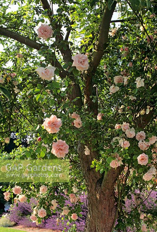 Rosa 'Dr Van Fleet' - Climbing rose in apple tree at Old Rectory in Sudborough
