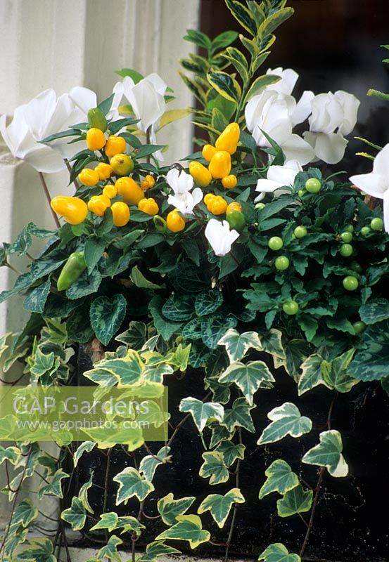 Winter window box planted with variegated Hedera, white Cyclamen, Solanum and Euonymus - Pimlico, London