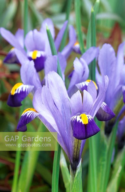 Iris reticulata 'Gordon'