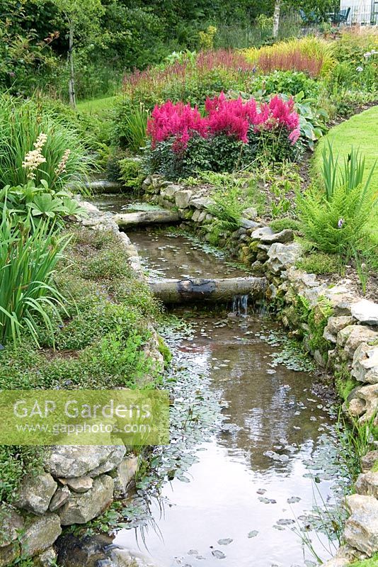 Acid bog garden with stream and Astilbe arendsii 'Granat'