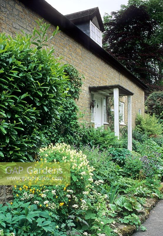 Shady front garden infront of house with raised bed of Corydalis, Astrantia, Geranium phaeum, Fern and Laurel - Snape Cottage, Dorset