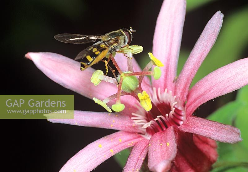 Hoverfly feeding on pollen of Passiflora sanguinolenta - Passion flower 
