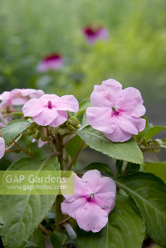 Impatiens gordoniixwalleriana 'Ray of Hope' Bred by the eden project to support Seychelles conservation.