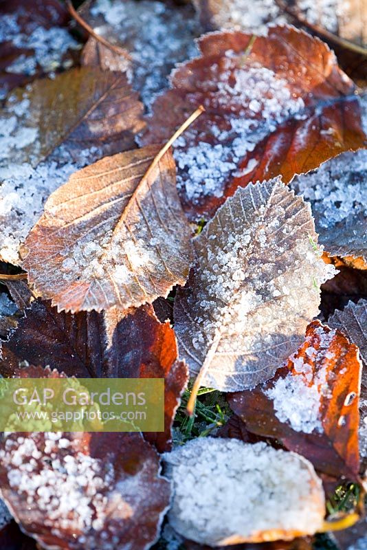 Fallen leaves of Sorbus incana with ice and frost