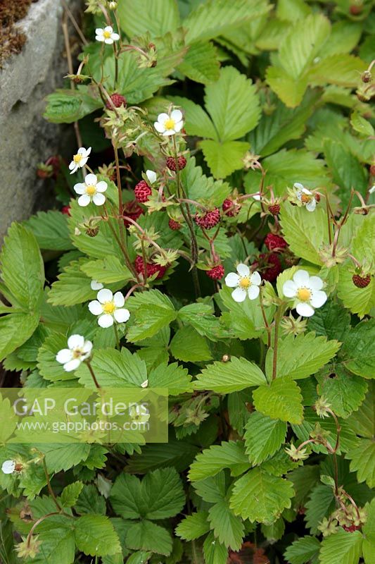Fragaria vesca - Flowers and fruit of Alpine strawberries growing between paving slabs of patio.