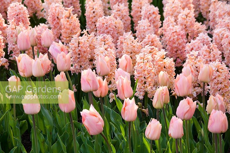 Hyacinthus 'Gipsy Queen' and Tulipa 'Apricot Beauty'