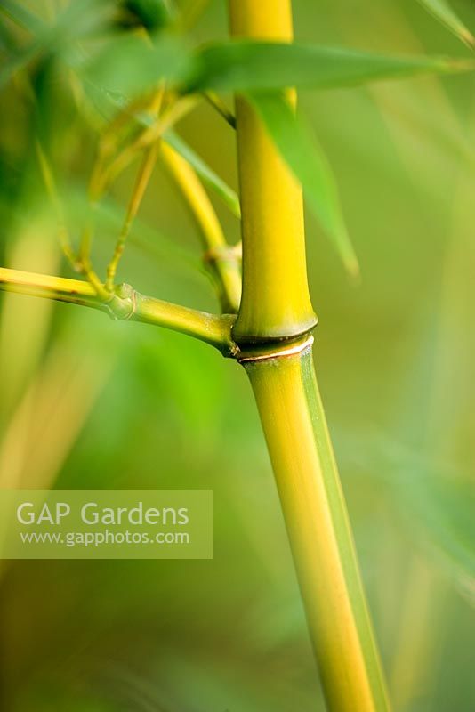 Phyllostachys aureosulcata f spectabilis - Hardy bamboo 