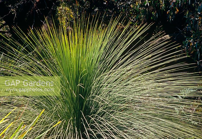 Xanthorrhoea australis - Grass Tree