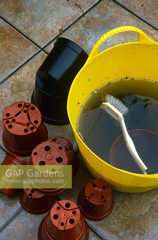 Cleaning plastic plant pots in yellow bucket filled with water and small amount of bleach on patio. Kitchen scrubbing brush. 