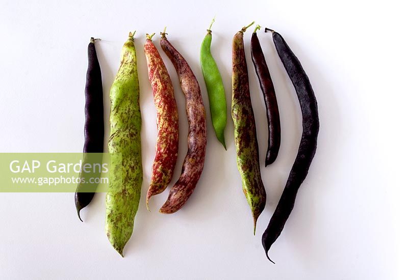Left to right - French climbing Beans 
Purple Giant, Italian Snap Bean, Brid's egg
Horticultural, Snake, Jack Edwards Pea Bean,
Tiger Bean, Cherokee Trail of Tears and Triomfo Violetta
