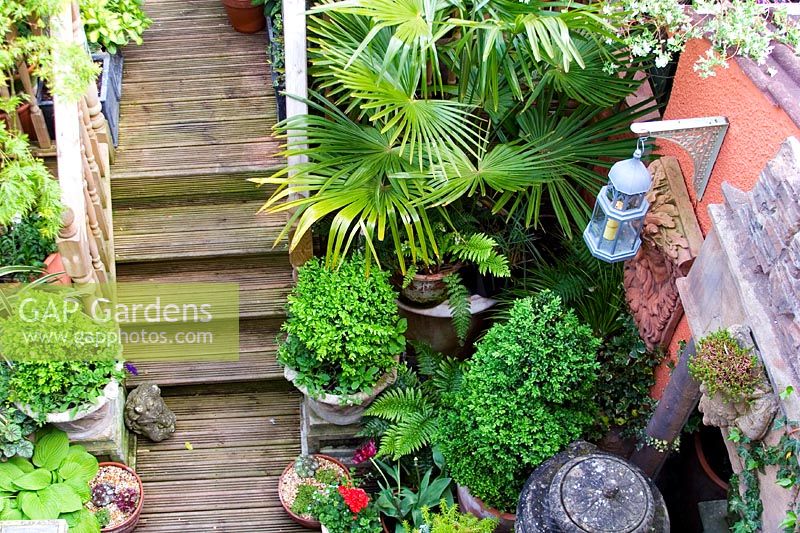 Wooden steps leading through a small courtyard garden packed with pots and predominantly green foliage plants - Ferns, Trachycarpus, Box, Acer and Hosta 