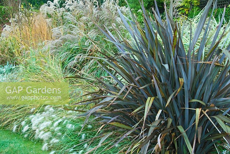 Dragon Garden with beds full of grasses including tall Miscanthus, Calamagrostis 'Karl Foerster' and Phormium tenax atropurpurea edged with Pennisetum villosum - Knoll Gardens, Wimborne, Dorset