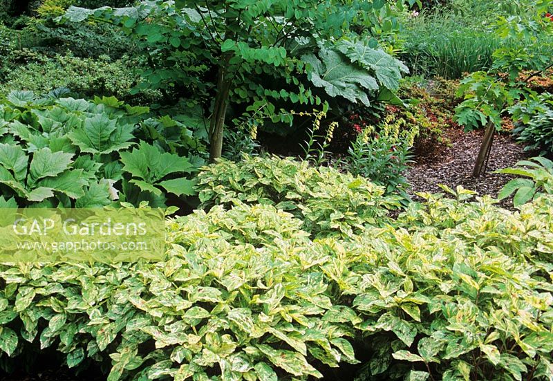Persicaria virginiana 'Painter's Palette' in shady garden