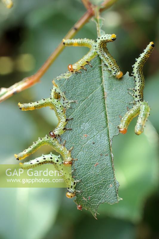 Sawfly caterpillars eating and destroying a rose leaf