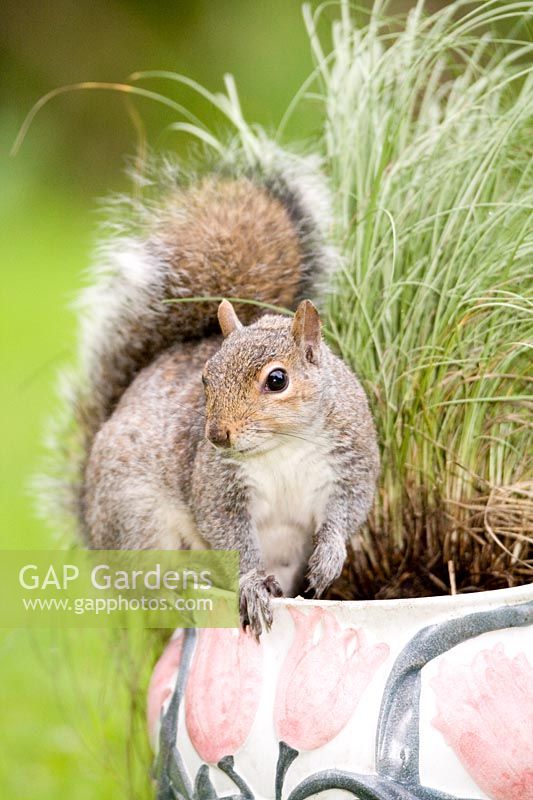 Sciurus vulgaris - Grey Squirrel on plant Pot