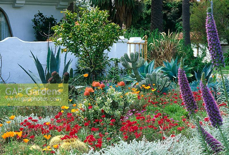 Colourful border with Echium, Agave, Eschscholzia, Pelargonium, Ballota Cacti and Echinocactus. White wall of villa and front garden Santa Monica, USA