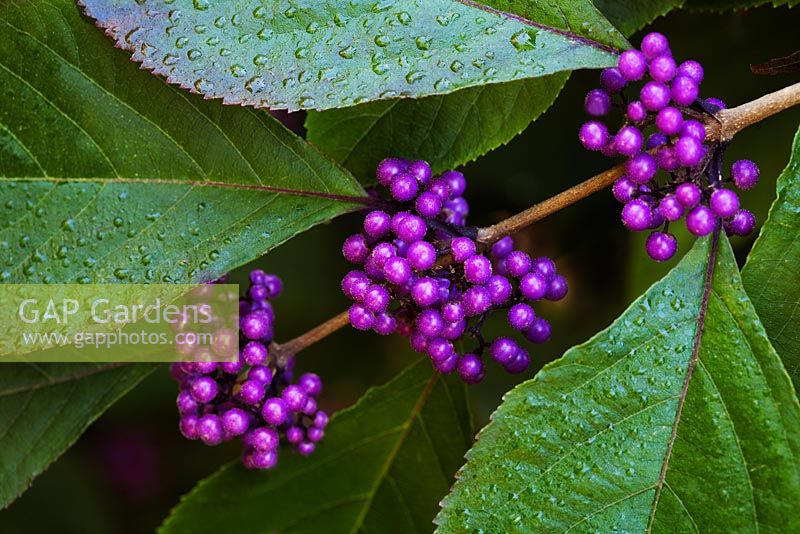 Callicarpa bodinieri 'Profusion' - Beauty berry