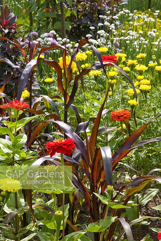 Potager with Tagetes, Zinnia and Zea mays 
