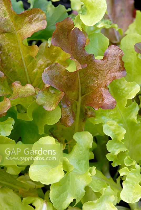 Lettuce 'Red and Green Salad Bowl'